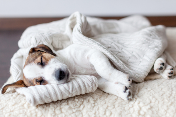 Perché i cani scavano sul letto? – Amici e Natura iTALIA