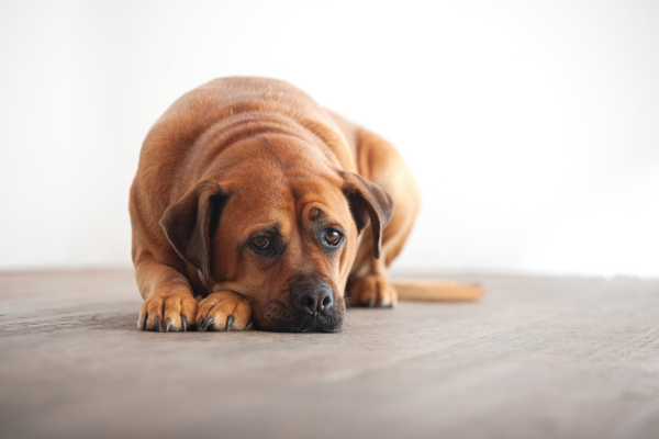 Perché il Cane Vomita: Cause e Rimedi – Amici e Natura iTALIA